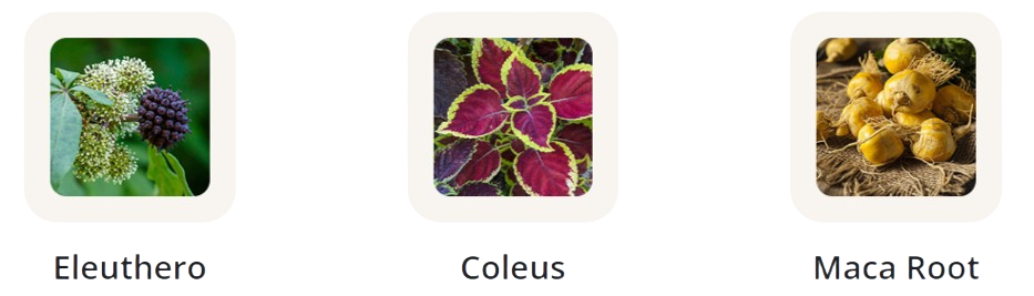 Glucotonic Ingredients - Eleuthero, Coleus, Maca Root