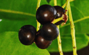 Gorilla Cherry (Prunus Africana)