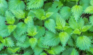 Gorilla Flow Stinging Nettle Extract