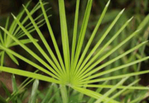 Gorilla Flow Ultra-Refined Saw Palmetto Extract